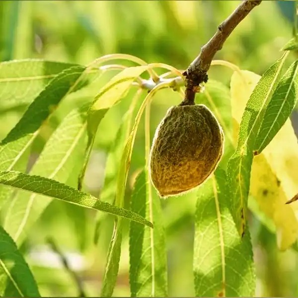 Makako mandulafa